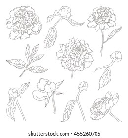 Outlined peony flowers and leaves set, vector isolated
