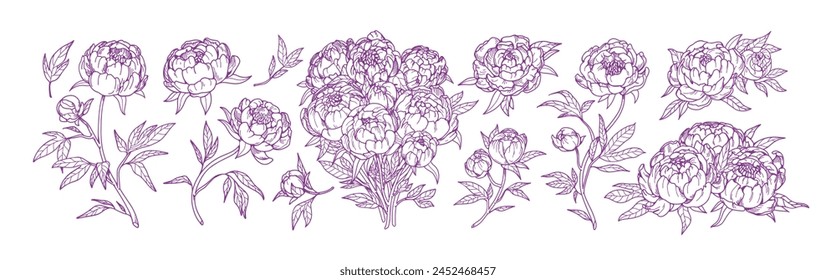 Outlined peony flowers, vintage drawings set. Blossomed floral plants, Japanese blooms, bouquet, retro-style sketches. Botanical engraved hand-drawn vector illustration isolated on white background