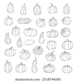 Calabaza perfilada, garabatos de calabaza, Ilustración vectorial de arte de línea de calabaza. Acción de Gracias y Halloween. Pictograma de estilo lineal aislado en Ilustración vectorial blanca.