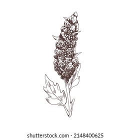 Outlined Quinoa Plant. Vintage Botany Drawing Of Field Cereal Grain Crop. Contoured Monochrome Etched Seed Flower. Retro Detailed Hand-drawn Vector Illustration Isolated On White Background