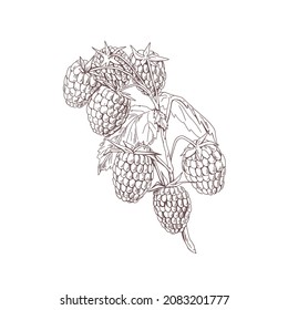 Outlined raspberry branch with berries and leaves. Botanical sketch in vintage style. Retro sketchy drawing of fruit plant. Hand-drawn vector illustration of Rubus idaeus isolated on white background