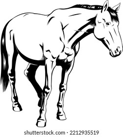 Outlined Realistic Cartoon Horse Silhouette Stands. Vector Hand Drawn Illustration Isolated On Transparent Background