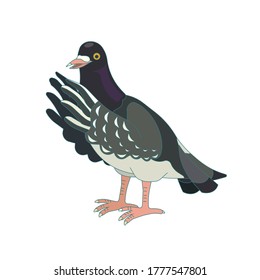 Outlined Rock pigeon on white isolated background, vector  illustration in Cartoon style for prints on bags, clothes, posters, booklets or as elements of design for social networks and websites. 