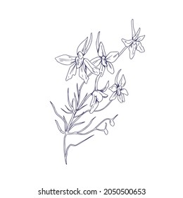 Outlined rocket larkspur flowers. Botanical drawing of floral plant. Detailed sketch of Consolida regalis. Field herb drawn in vintage style. Handdrawn vector illustration isolated on white background