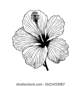 An outlined set of hibiscus flowers. Botanical vintage illustration depicting a blossoming tropical plant with leaves. Flora engraving. Hand-drawn modern illustrations isolated on white.