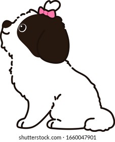 Außenansicht Shih Tzu Sitzseite mit rosafarbenem Band