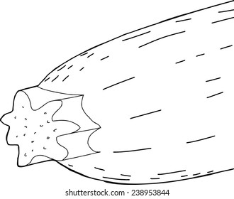 Outlined single cartoon zucchini squash close up