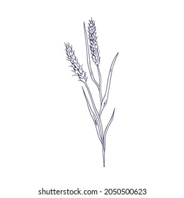 Outlined sketch of foxtail. Botanical vintage drawing of bristle grass. Black and white wild field plant. Detailed engraving of Setaria parviflora. Isolated vector illustration in retro style