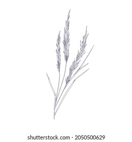 Outlined sketch of reed grass. Botanical sketchy drawing of Calamagrostis. Vintage engraving of smallweed. Handdrawn wild plant. Detailed hand-drawn vector illustration isolated on white background