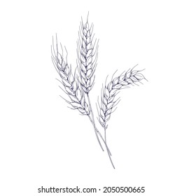 Outlined sketch of wheat spikelets with ears, grains, stems and spikes. Vintage detailed engraved drawing of farm field seed plant. Hand-drawn vector illustration isolated on white background