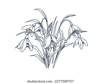 Outlined snowdrops, first spring flowers drawn in vintage style. Galanthus nivalis, retro botanical engraved drawing. Floral plant, detailed handdrawn vector illustration isolated on white background