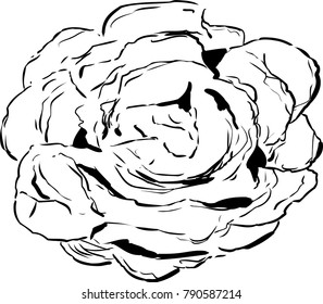 Outlined top down view on large open head of bibb lettuce over white