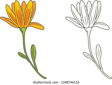 Outlined and yellow flower isolated on white. Vector