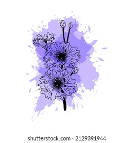 Outlines of cornflowers on the background of a watercolor patch of blue