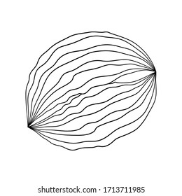 Outlines doodle of a walnut. Vector isolated element for design.