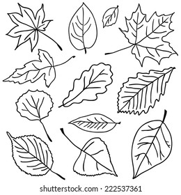 Outlines of leaves.