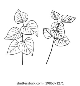 Outlines of lilac leaves. A set of vector isolated cliparts.