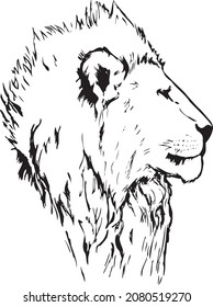 Outlines of a lion's face, side view 