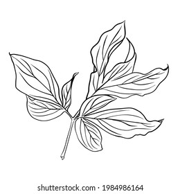 Brotes de hojas de peonía. Vector aislado de clipart.