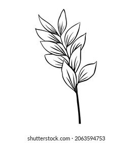 Outlines of Ruscus leaves. Vector isolated clipart. Minimal monochrome hand-drawn botanical design.