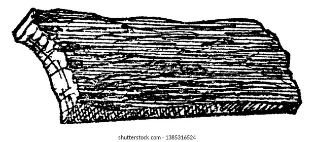 The outside covering of a tree the rind which is called as Bark. Car-painters have used the bark for making furniture & etc. things, vintage line drawing or engraving illustration.