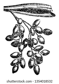 Oval cylindrical shaped dates hanging on a branch of a tree, vintage line drawing or engraving illustration.