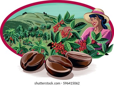 Oval Frame, With Coffee Beans And Harvesting Of Coffee On A Plantation.