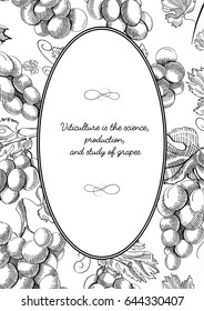 Oval frame composition with grape bunches including berry, blossom and other decorative elements hand drawn sketch vector illustration