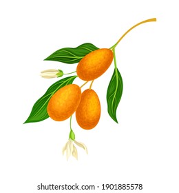 Oval Kumquat or Cumquat as Edible Citrus Fruit Hanging on Tree Branch Vector Illustration