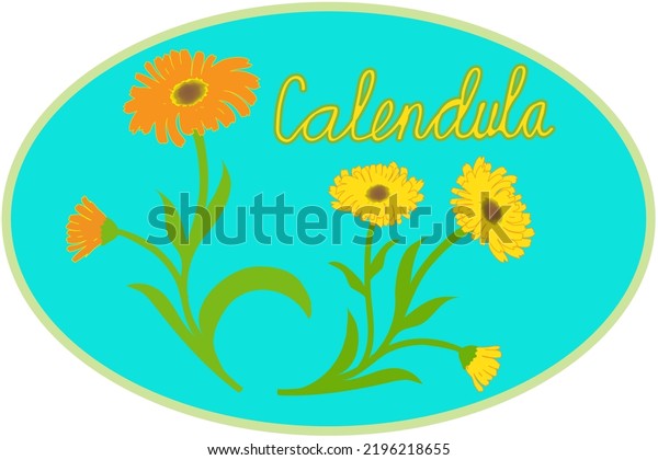Oval Label Medical Herbs Calendula Inscription Stock Vector (Royalty ...