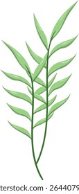 Canas de folhas ovais, bonitas e naturais