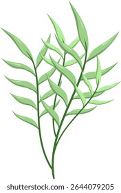 Canas de folhas ovais, bonitas e naturais