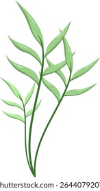 Canas de folhas ovais, bonitas e naturais