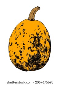 calabaza oval de naranja. Dibujado en un estilo de esbozo, toda la calabaza es de color naranja, de forma ovalada con una textura de puntos y rayas aisladas contorno negro un fondo blanco