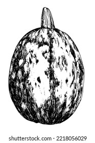 oval pumpkin. Drawn in the style of a sketch, the whole pumpkin is oval in shape with a texture of spots and stripes highlighted with a black outline on a white grunge-style side view isolated