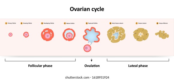 Ovarian Cycle Chart Reproductive Cycle Human Stock Vector (Royalty Free ...