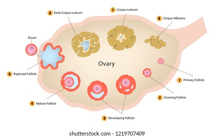 Ovarian cycle, Diagram of egg cell development, Ovulation, Structure of an ovary, vector illustration eps10