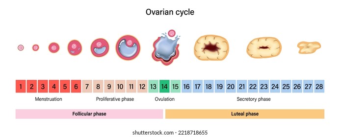 Ovarian cycle. Menstrual cycle. Menstrual, proliferative ovulation and secretory phases. Follicular phase, ovulation and luteal phase.