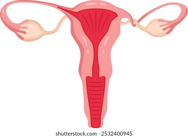 Torção ovárica com sistema reprodutor feminino.Doença ovárica feminina vetor.