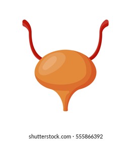 Ovaries and uterus with fallopian tubes vector illustration