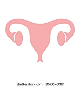 Ovary female vector