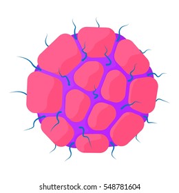 Ovary icon. Cartoon illustration of ovary vector icon for web