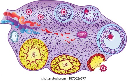 Integumentary Images, Stock Photos & Vectors | Shutterstock