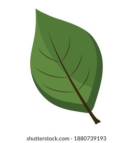 ovate form leaf plant flat style vector illustration design