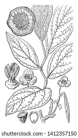The ovate shaped leaves are alternate on stem vine. In this picture are 1.seed 2.flowers structure 3.wood sections 4.anther 5.stigma, vintage line drawing or engraving illustration.