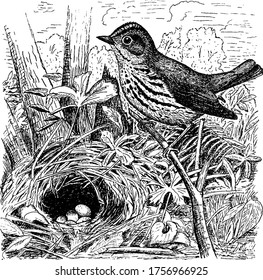 Der Ovenbird, ein kleiner Songvogel der Familie New World, sitzt auf den Ästen des Baumes, näher am Nest mit Eiern, Vintage-Linie Zeichnung oder Gravur-Illustration.