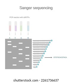 The overall process of Sanger Sequencing technique that including important step: PCR reaction with ddNTPs, separated DNA fragment products by gel electrophoresis and interpretation of DNA sequence.