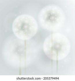 Overblown dandelion / Softly background with fluffy white flowers 