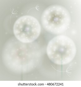 Overblown dandelion / Softly background with fluffy white flowers 