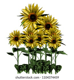 overgrown sunflowers on white background, sketch vector graphic color illustration